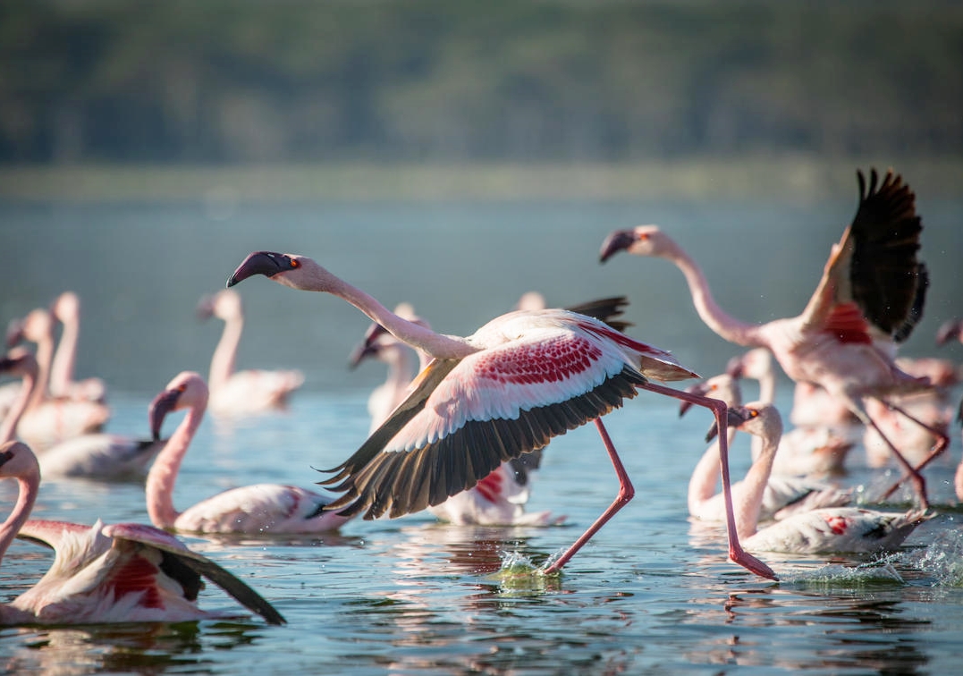 Kenya's Great Migration & Flamingos (*Best Jul-Oct)